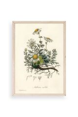 Papatya Ahşap Çerçeveli Tablo 23 x 30