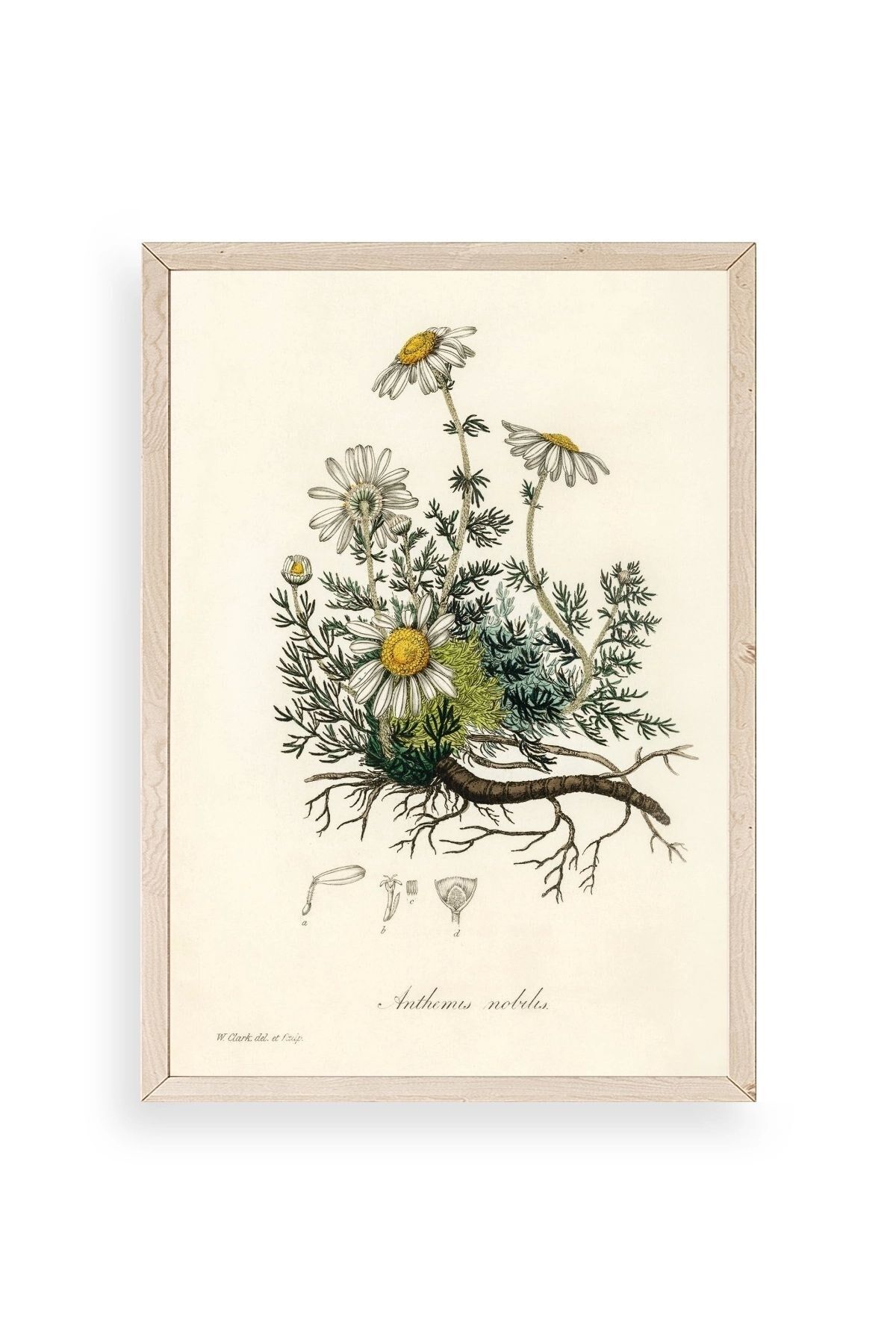 Papatya Ahşap Çerçeveli Tablo 50 x 70