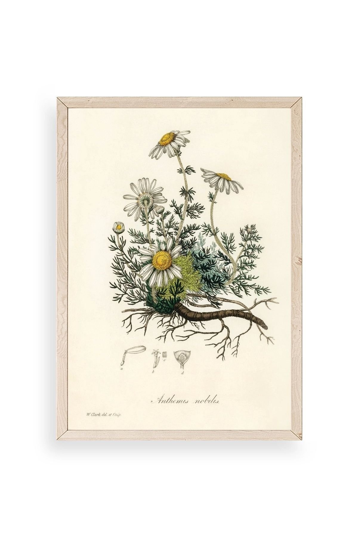 Papatya Ahşap Çerçeveli Tablo 17 x 23