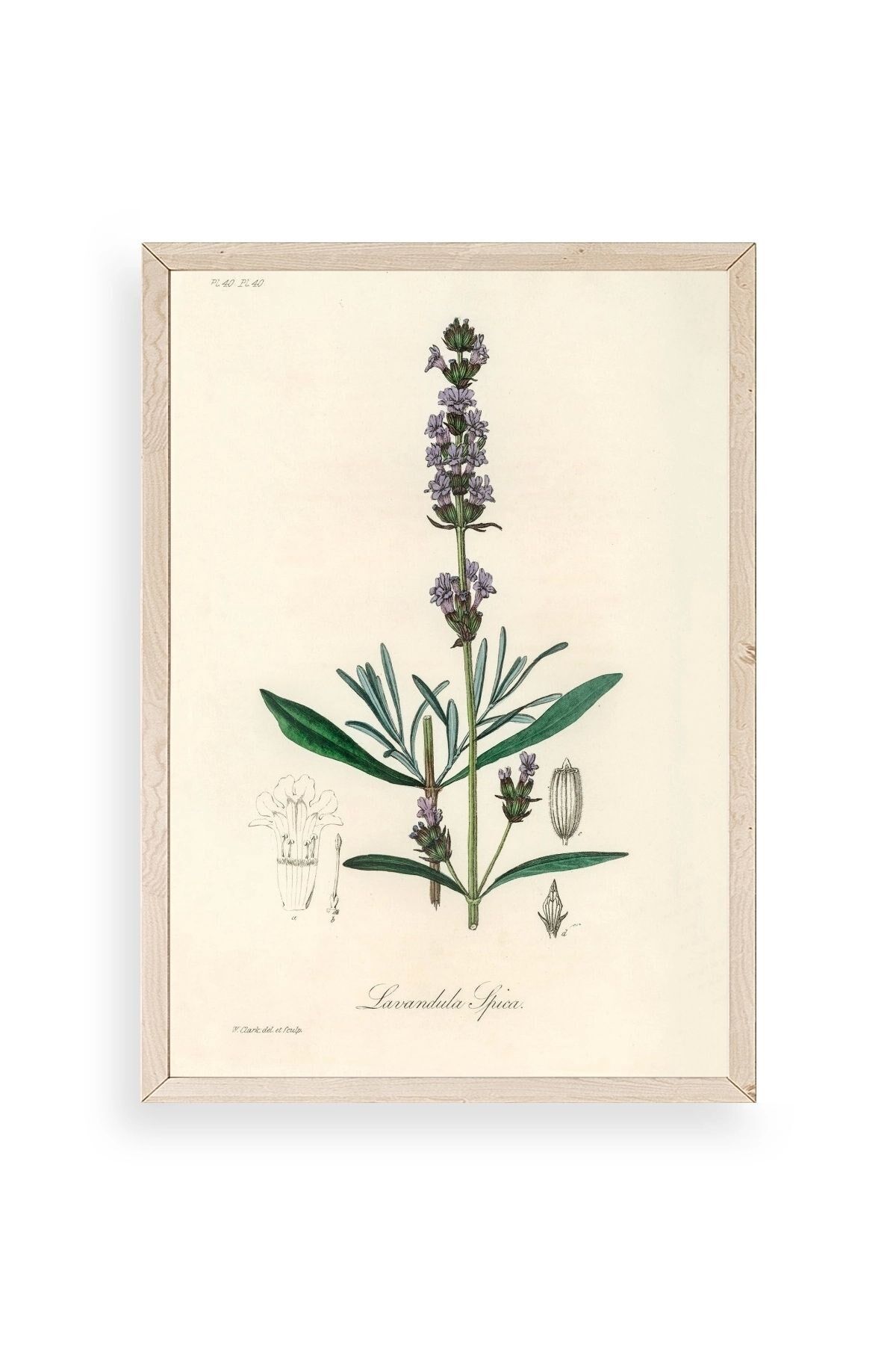 Yaprak Ahşap Çerçeveli Tablo 30 x 42