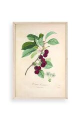 Meyveler Ahşap Çerçeveli Tablo 17 x 23