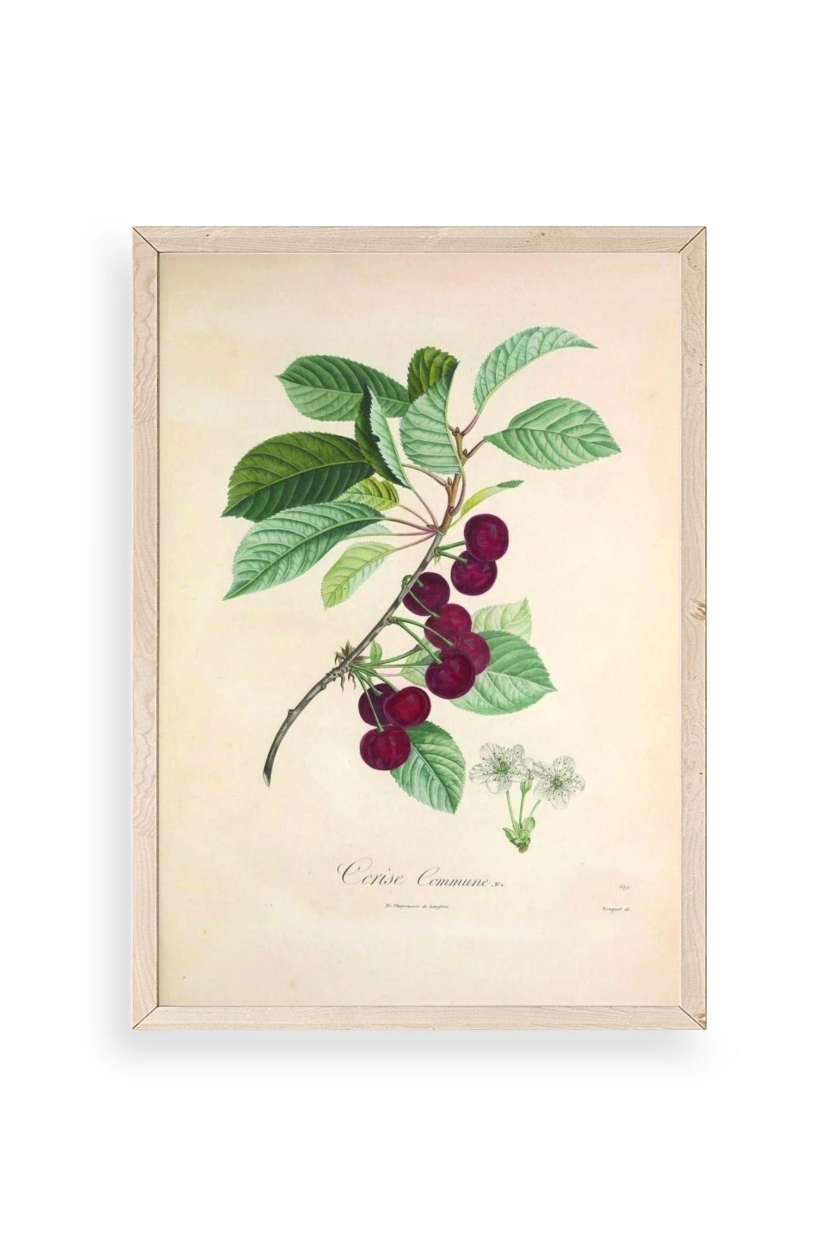 Meyveler Ahşap Çerçeveli Tablo 50 x 70