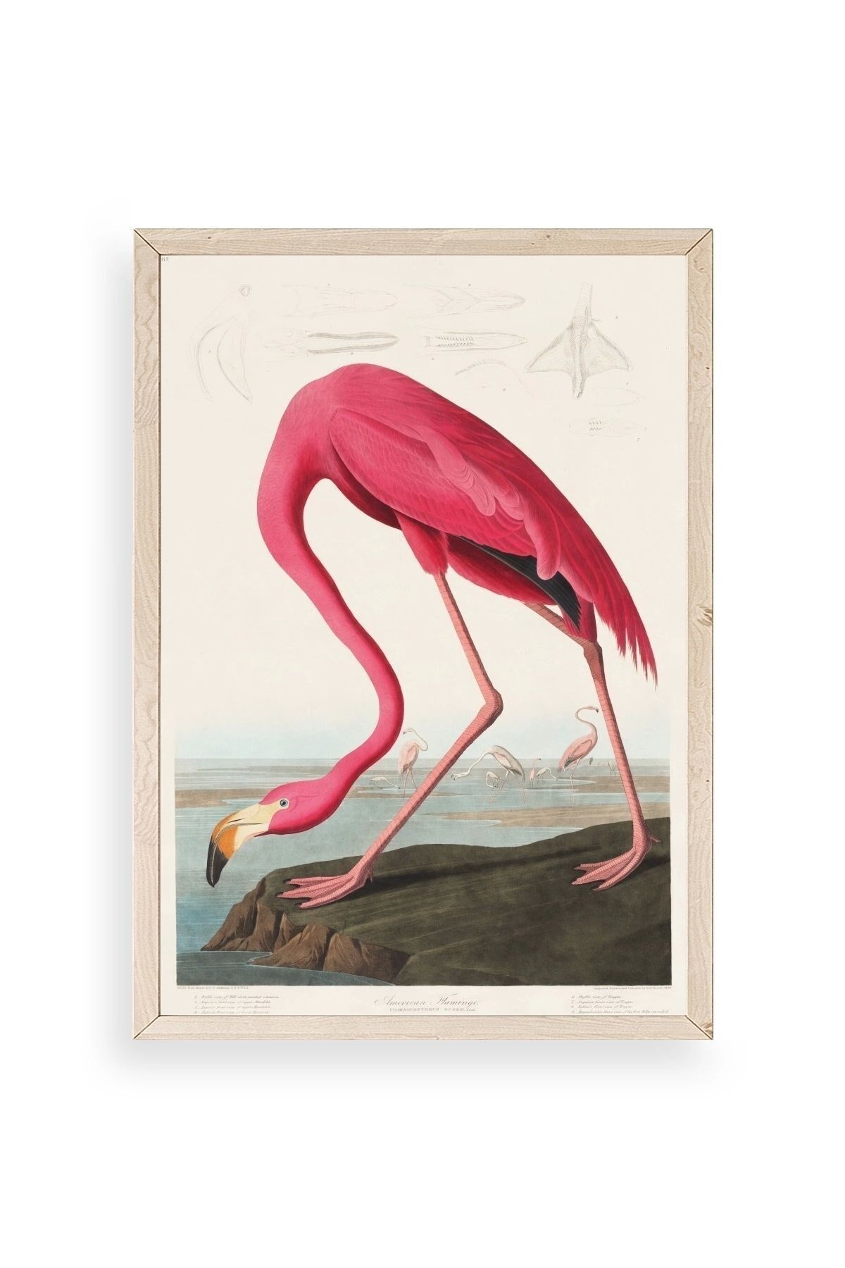 Flamingo Ahşap Çerçeveli Tablo 50 x 70