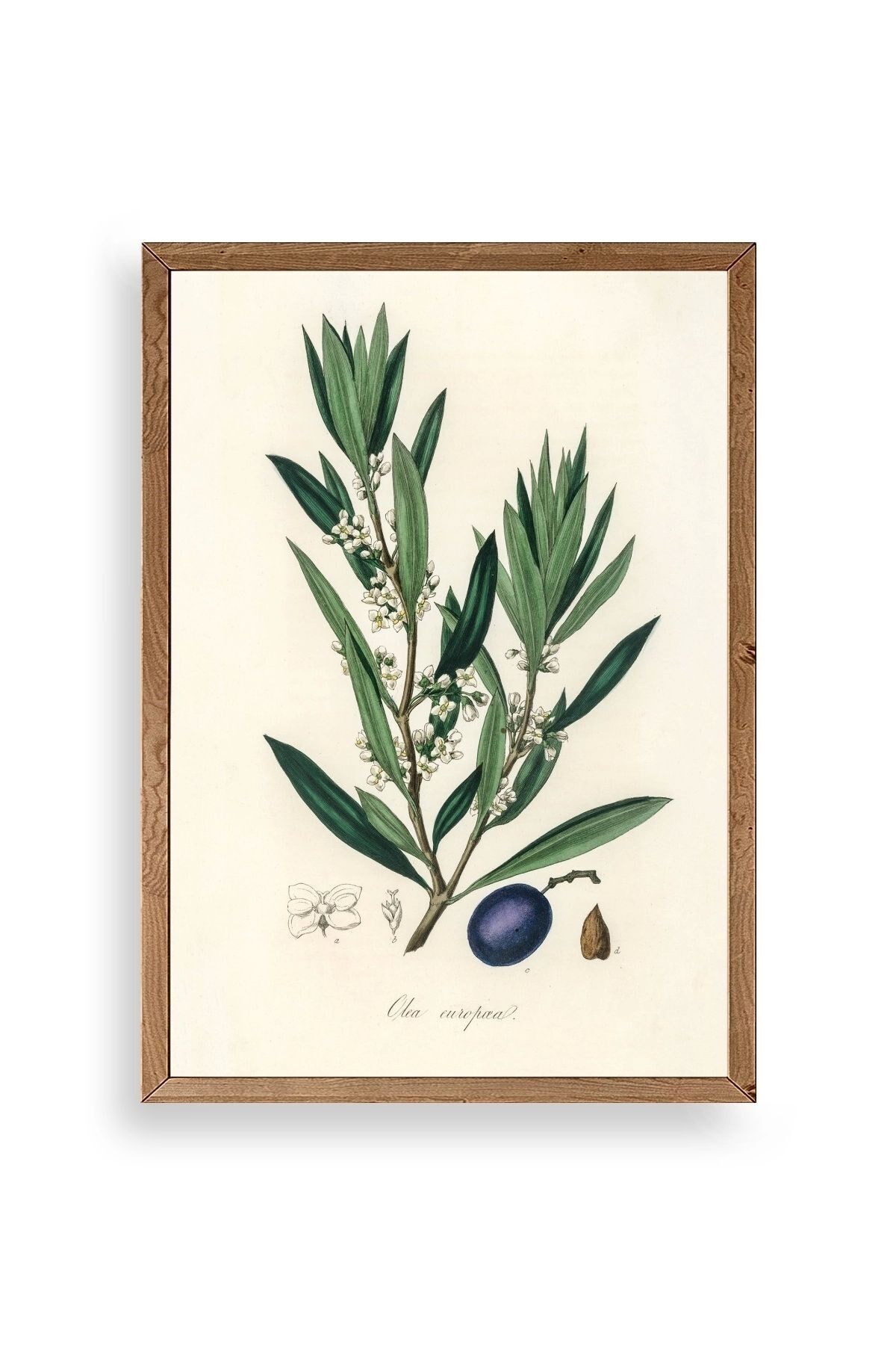 Yaprak Ahşap Çerçeveli Tablo 30 x 42