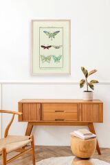 Kelebek Ahşap Çerçeveli Tablo 17 x 23