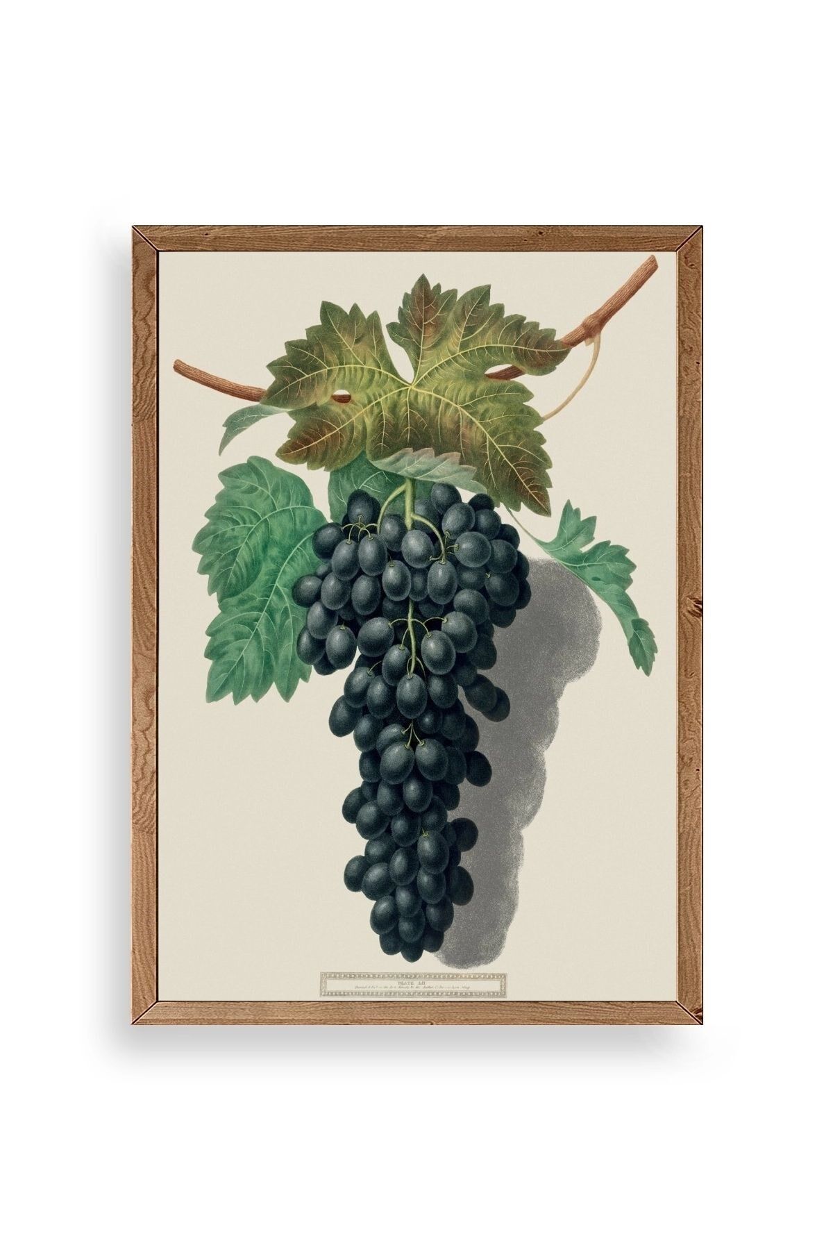 Üzüm Ahşap Çerçeveli Tablo 50 x 70