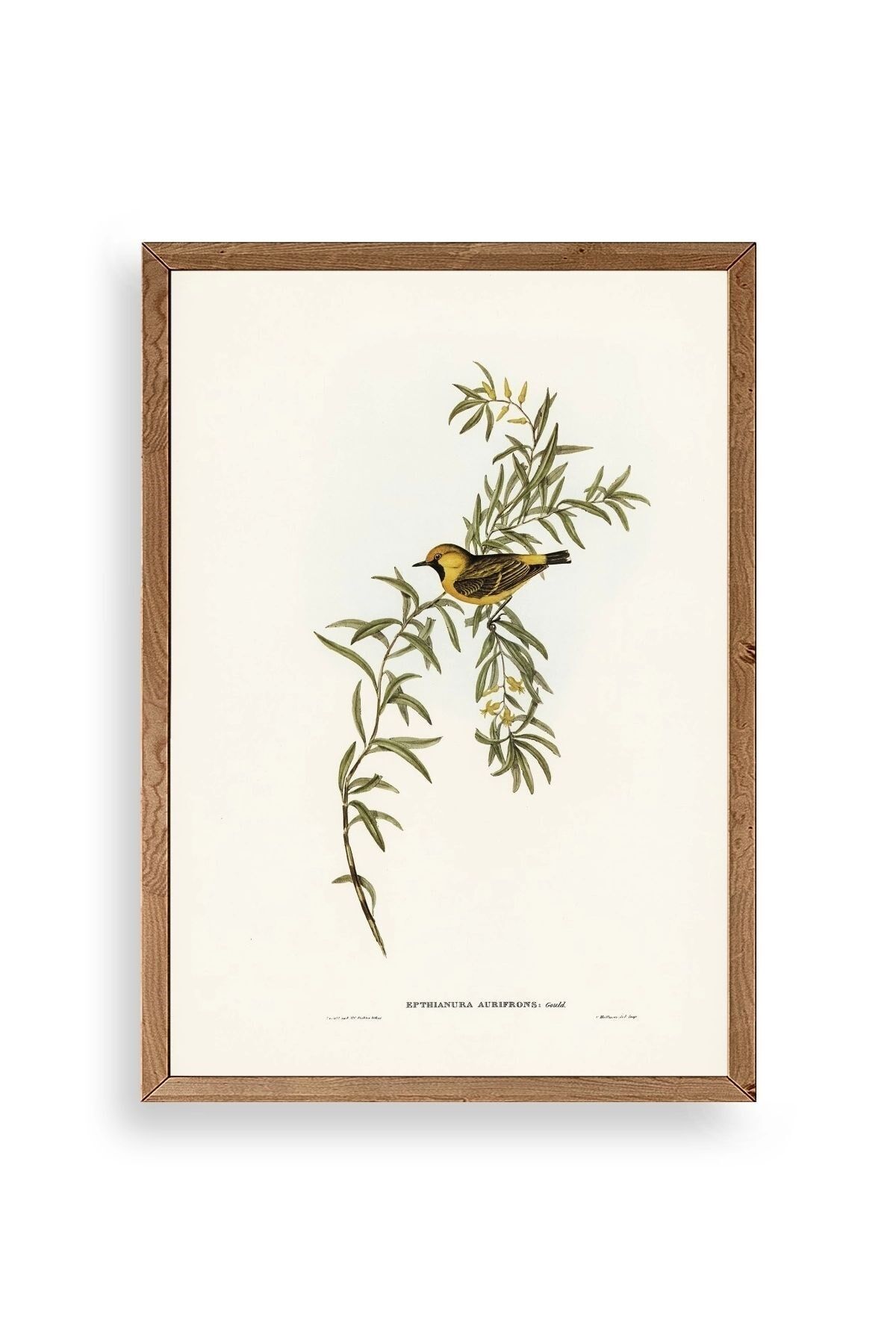 Daldaki Kuş Ahşap Çerçeveli Tablo 17 x 23