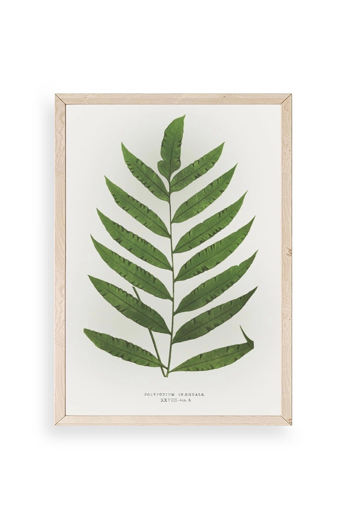 Yaprak Ahşap Çerçeveli Tablo 30 x 42