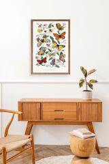 Lepidopteres Diurnes Ahşap Çerçeveli Tablo 50 x 70