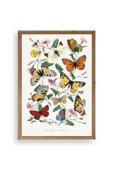 Lepidopteres Diurnes Ahşap Çerçeveli Tablo 17 x 23