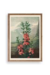 Narrow-Leaved Kalmia Ahşap Çerçeveli Tablo 50 x 70