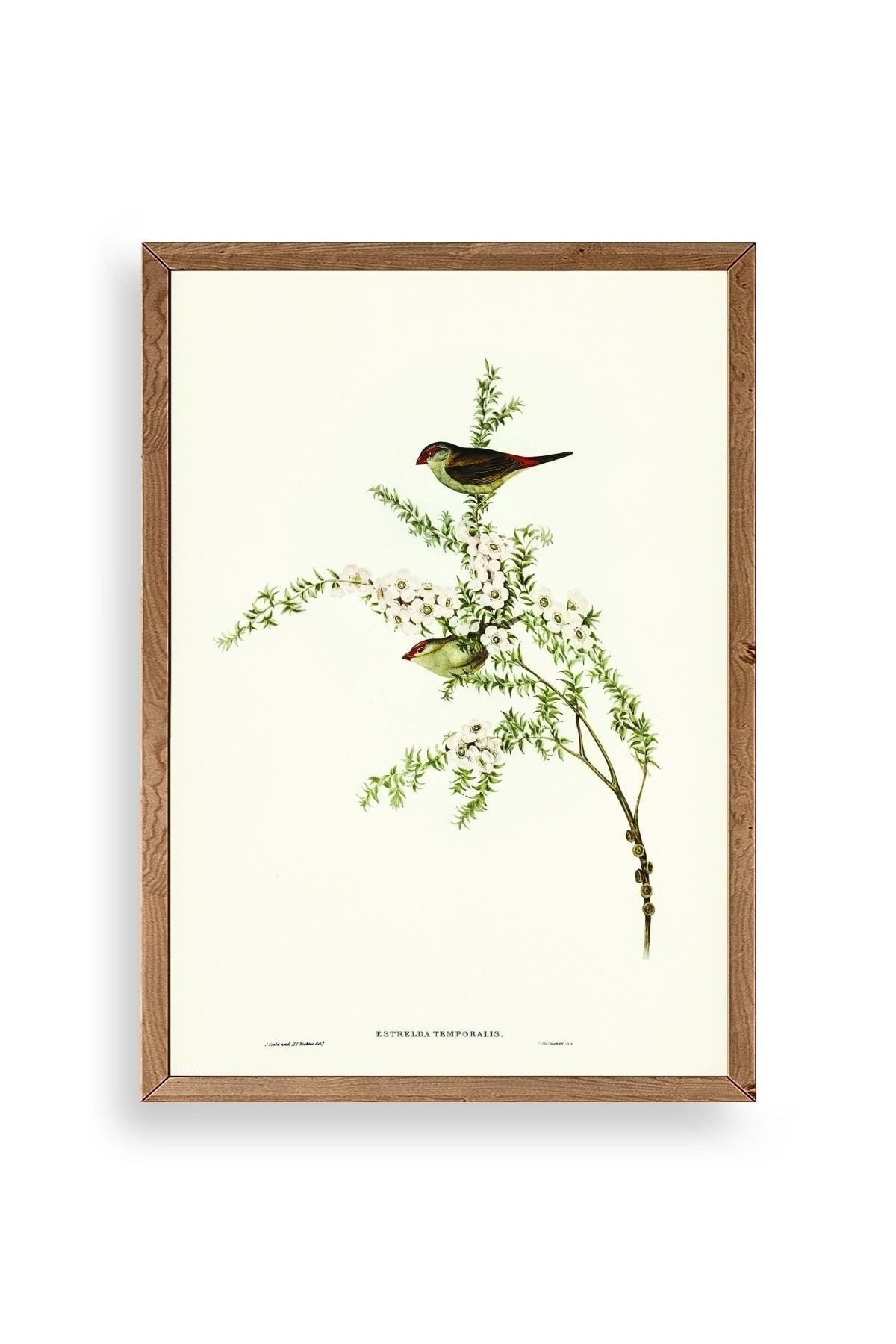 Daldaki Kuş Ahşap Çerçeveli Tablo 50 x 70