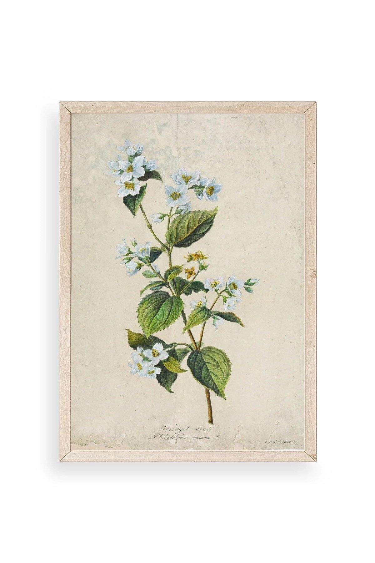 Çiçek Ahşap Çerçeveli Tablo 50 x 70