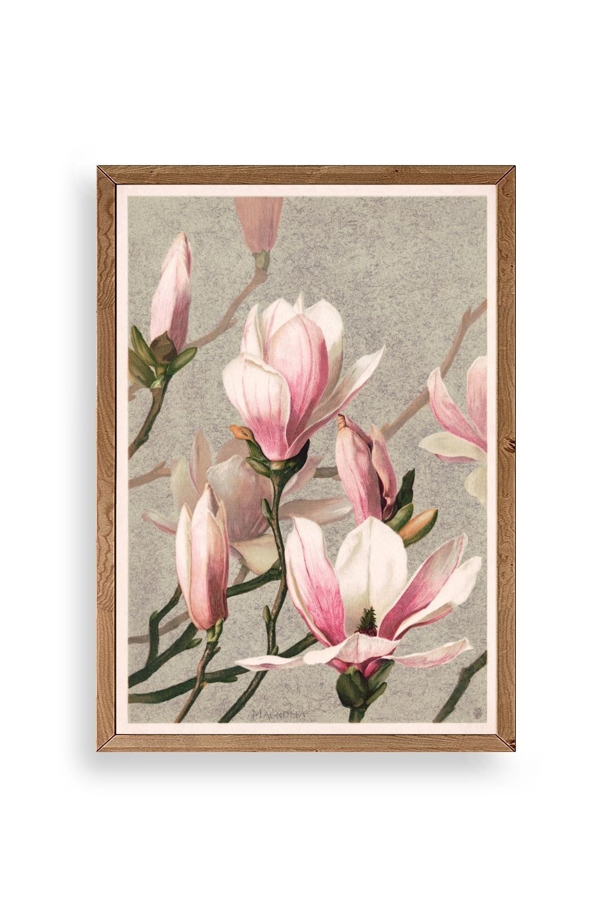 Magnolia Flowers Ahşap Çerçeveli Tablo 50 x 70