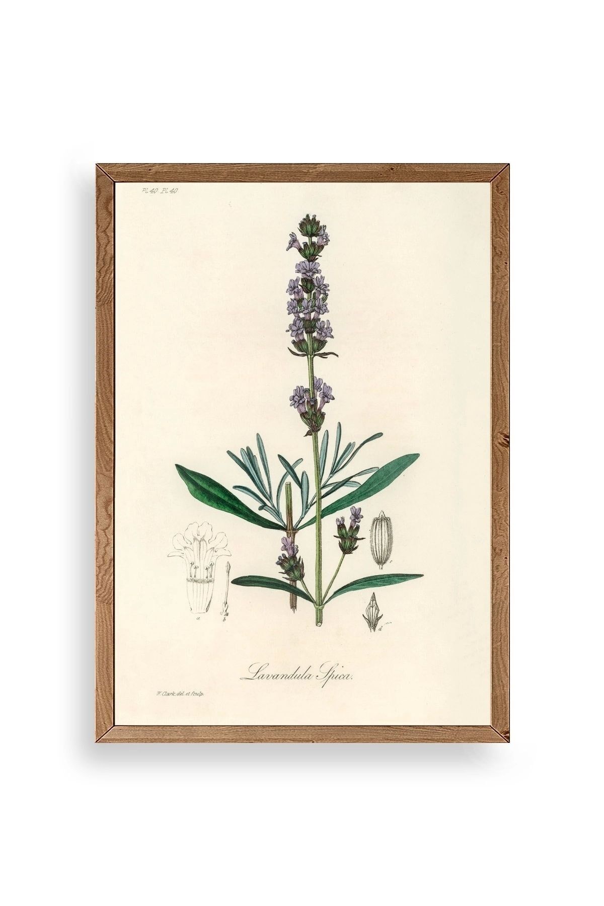 Yaprak Ahşap Çerçeveli Tablo 23 x 30