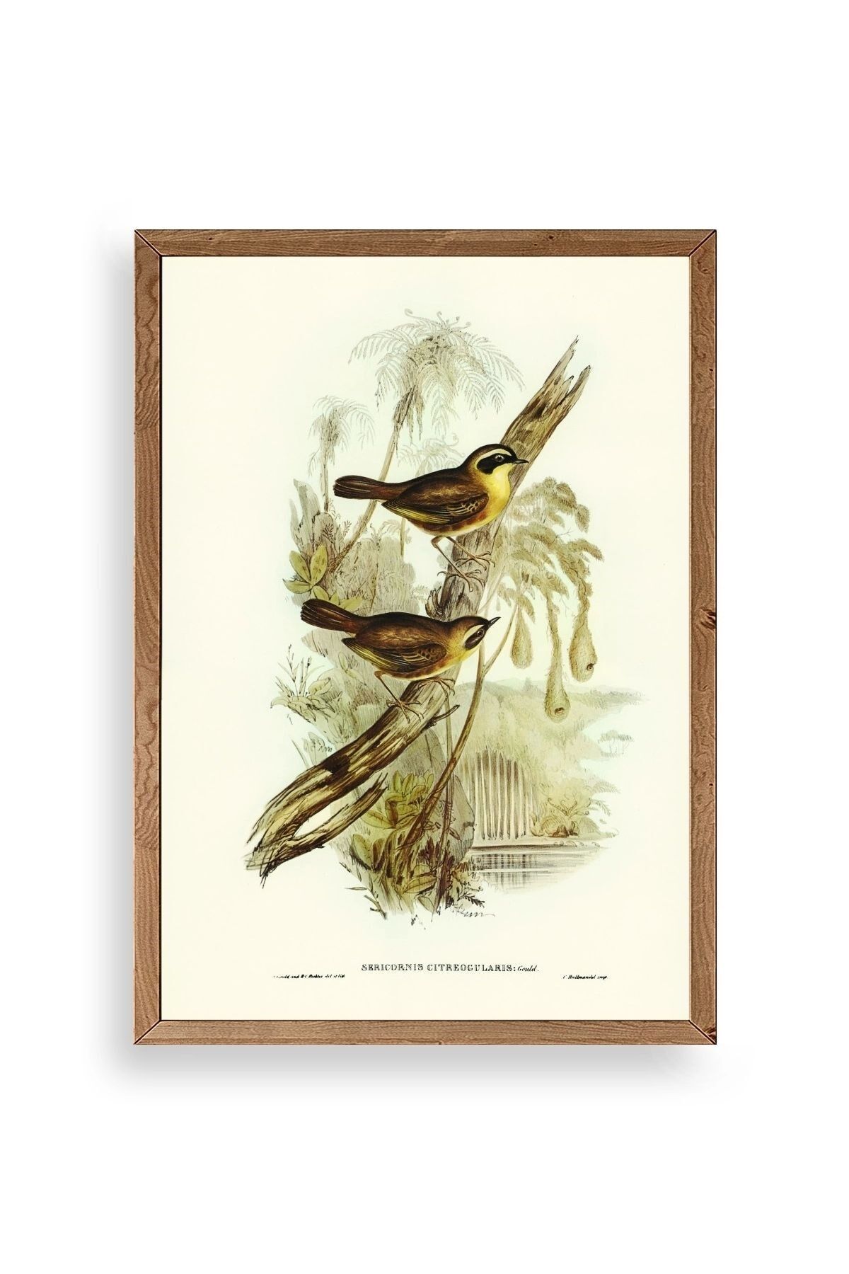 Kuşlar Ahşap Çerçeveli Tablo 50 x 70