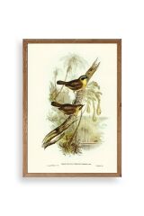 Kuşlar Ahşap Çerçeveli Tablo 50 x 70