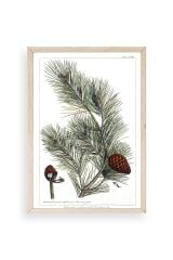 Çam Ahşap Çerçeveli Tablo 23 x 30