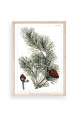 Çam Ahşap Çerçeveli Tablo 17 x 23