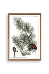 Çam Ahşap Çerçeveli Tablo 17 x 23