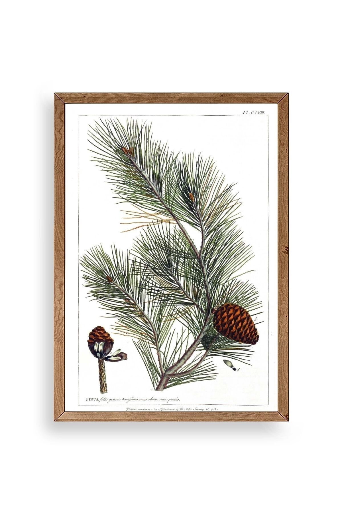 Çam Ahşap Çerçeveli Tablo 50 x 70