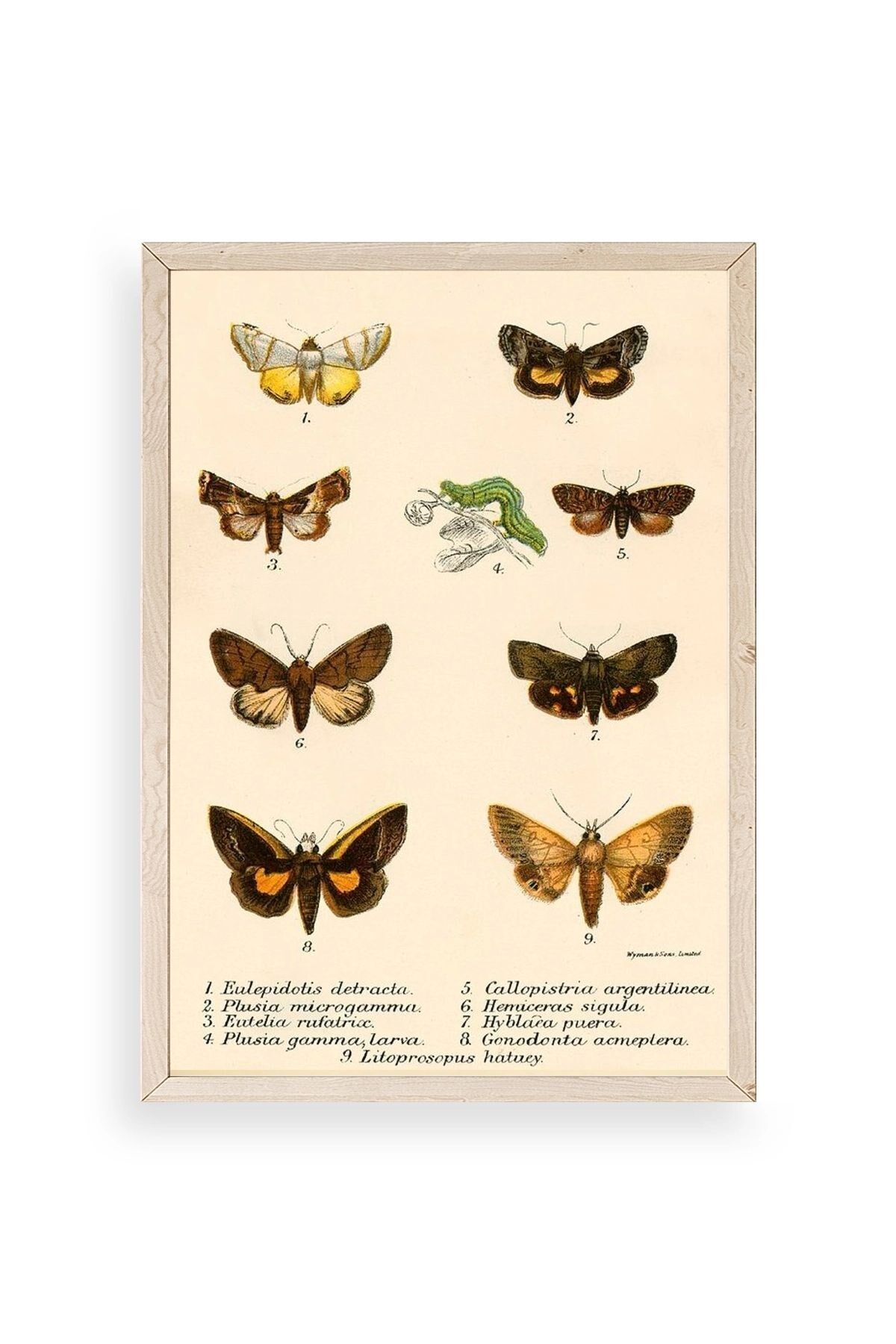 Kelebekler Ahşap Çerçeveli Tablo 23 x 30