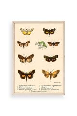Kelebekler Ahşap Çerçeveli Tablo 17 x 23