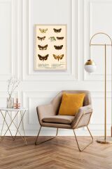 Kelebekler Ahşap Çerçeveli Tablo 50 x 70