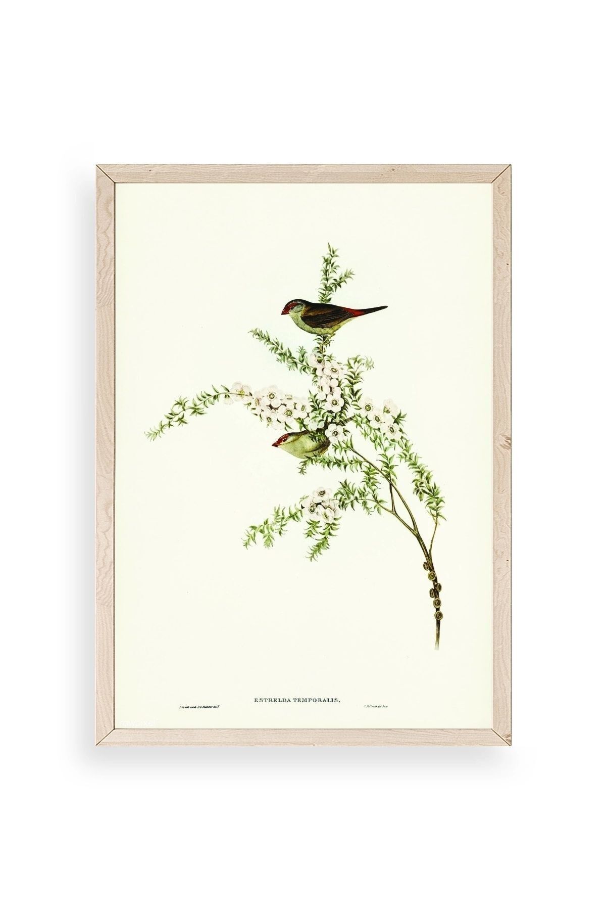 Daldaki Kuş Ahşap Çerçeveli Tablo 17 x 23