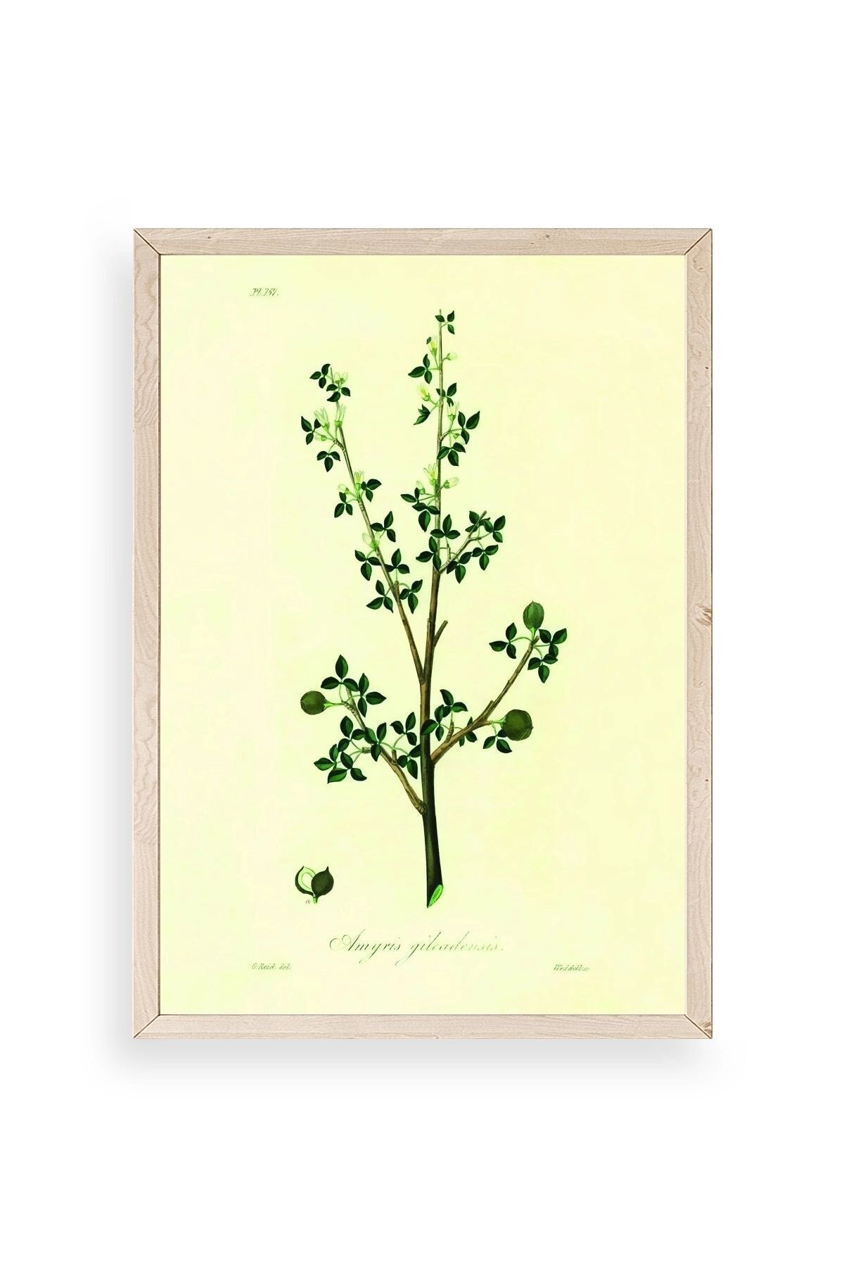 Yapraklar Ahşap Çerçeveli Tablo 50 x 70