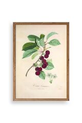 Meyveler Ahşap Çerçeveli Tablo 50 x 70