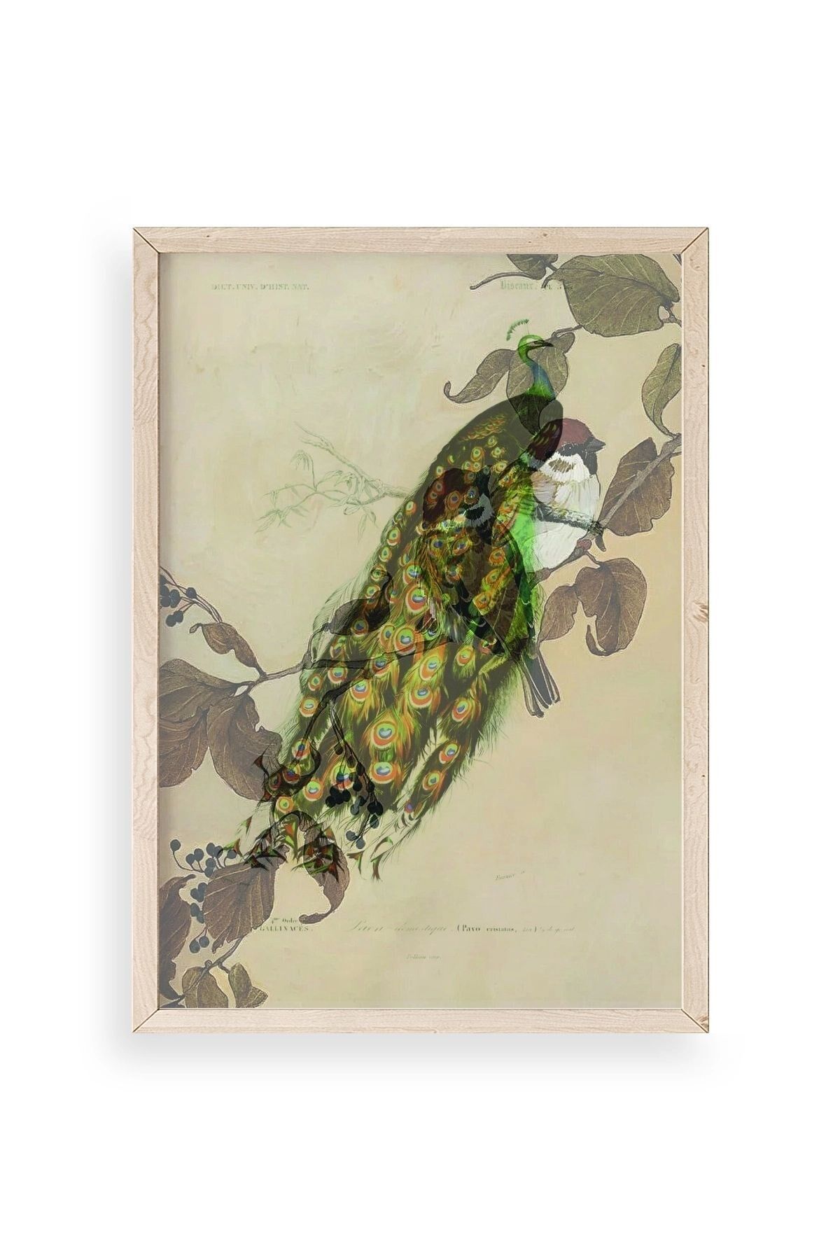 Kuş Ahşap Çerçeveli Tablo 50 x 70