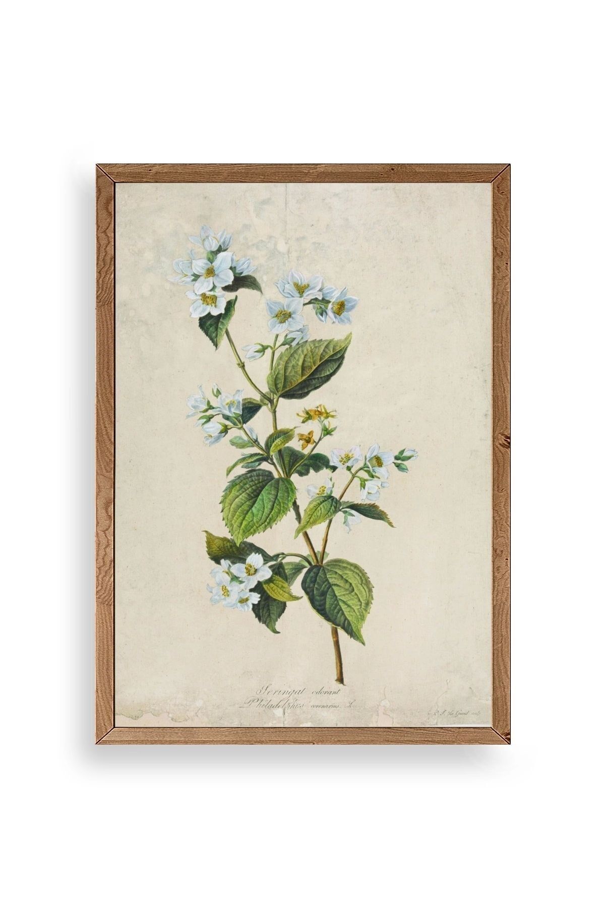 Çiçek Ahşap Çerçeveli Tablo 17 x 23