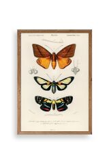 Kelebekler Ahşap Çerçeveli Tablo 50 x 70
