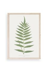 Polypodium Franxinifolium Ahşap Çerçeveli Tablo 23 x 30