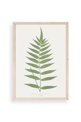 Polypodium Franxinifolium Ahşap Çerçeveli Tablo 30 x 42