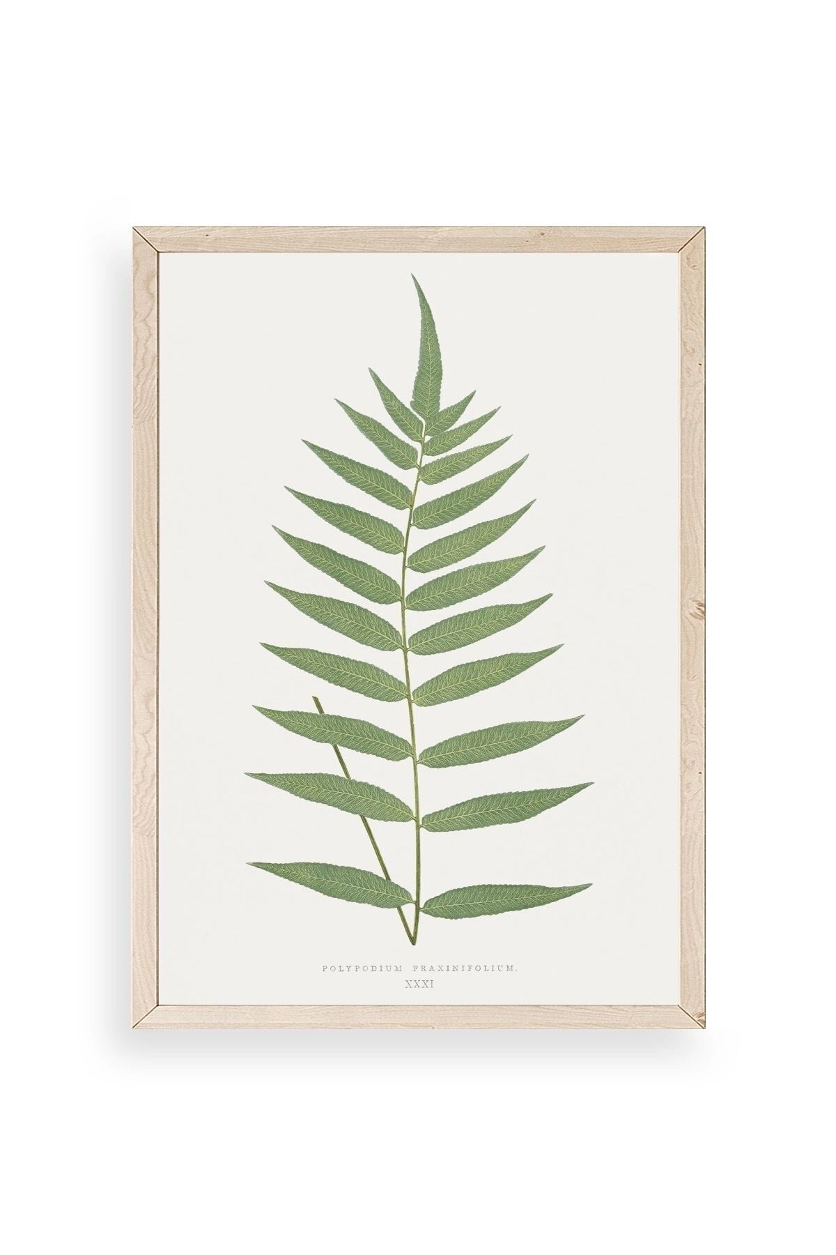 Polypodium Franxinifolium Ahşap Çerçeveli Tablo 17 x 23