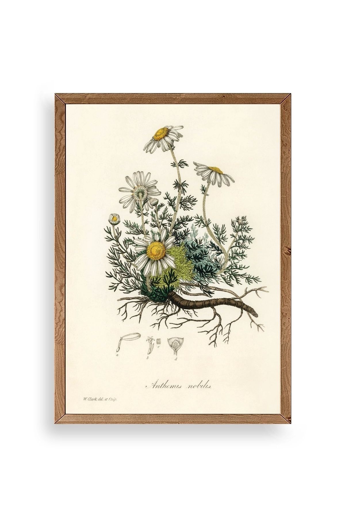 Papatya Ahşap Çerçeveli Tablo 17 x 23