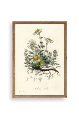 Papatya Ahşap Çerçeveli Tablo 30 x 42