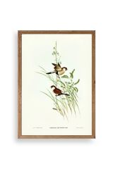 Kuşlar Ahşap Çerçeveli Tablo 17 x 23