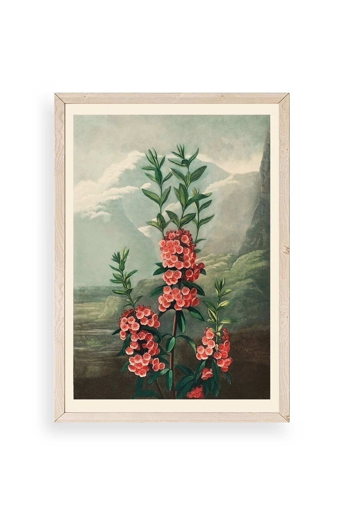 Narrow-Leaved Kalmia Ahşap Çerçeveli Tablo 50 x 70