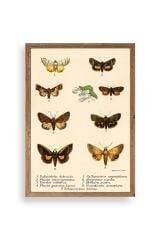 Kelebekler Ahşap Çerçeveli Tablo 23 x 30