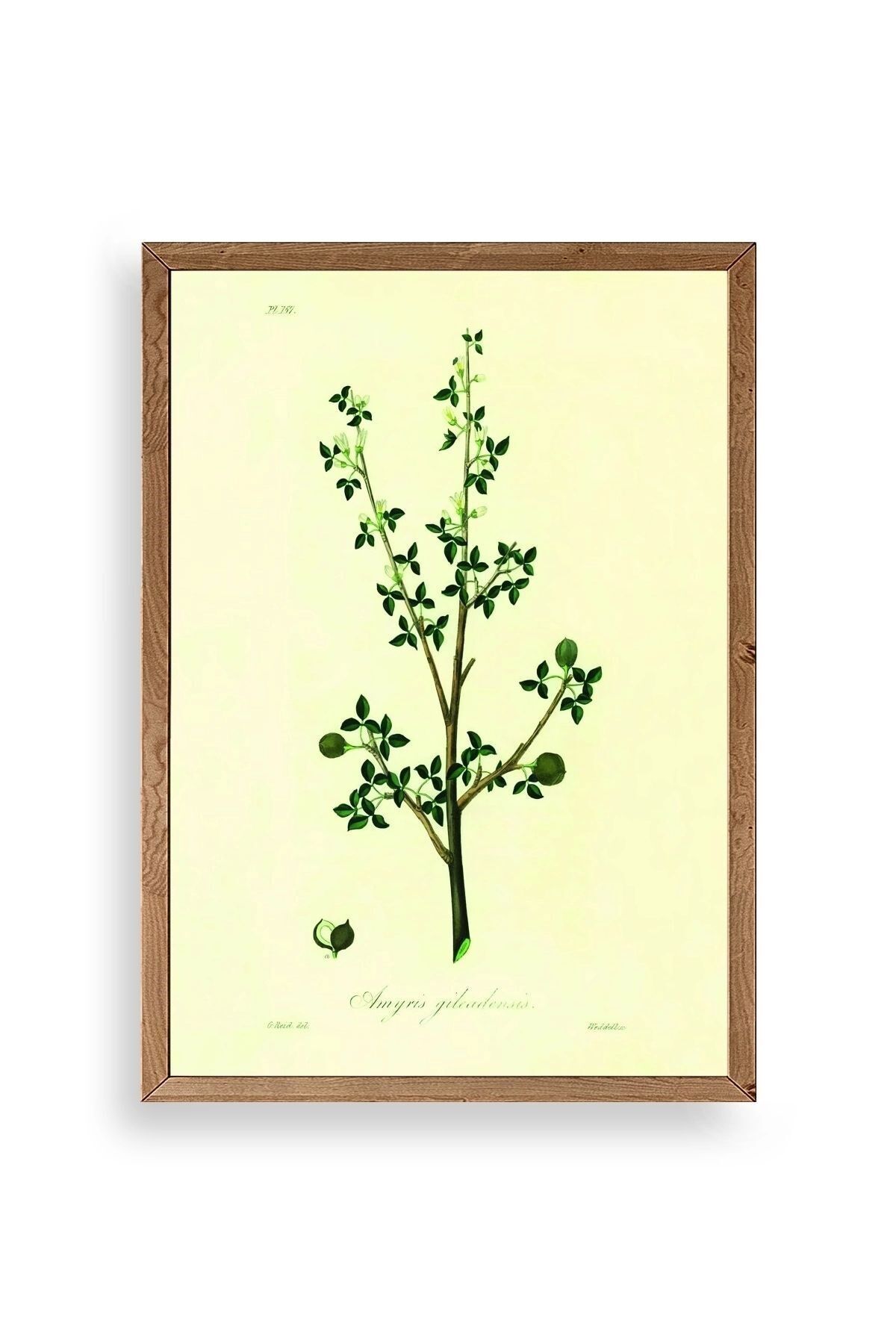 Yapraklar Ahşap Çerçeveli Tablo 50 x 70